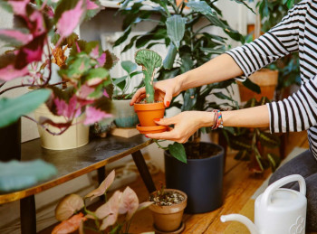 Plantes anti‐moustiques : vos alliées naturelles au quotidien